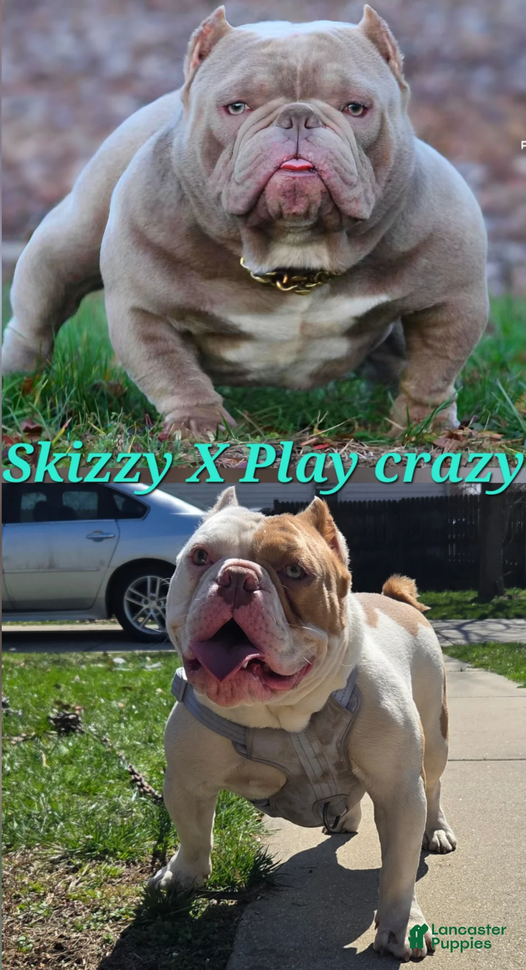 American Bully dogs for sale: American Bully Puppy 4 - Ad 4