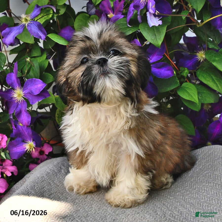 Shih Tzu dogs Sizzler - Ad 2