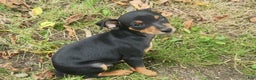 Miniature Pinscher dogs for sale: Benny - Ad 4
