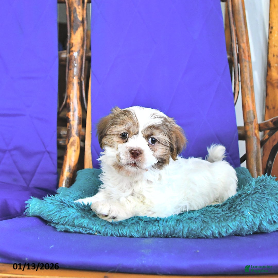 Shih Tzu dogs for sale: Frank  - Ad 1