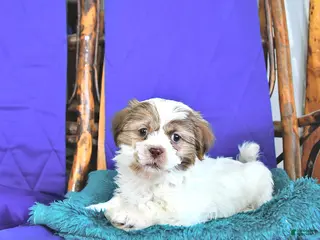 Shih Tzu dogs Frank - Ad 19