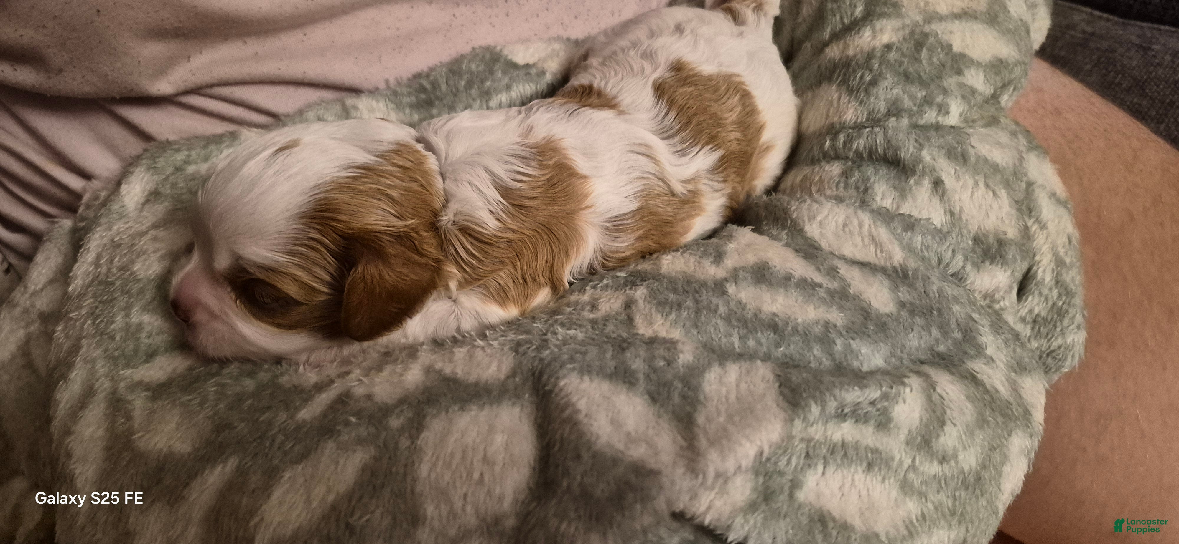 Cavapoo dogs Cavapoo 5 - Ad 1
