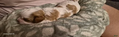 Cavapoo 5
