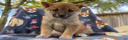 Shiba Inu dogs for sale: Beanie - Ad 1