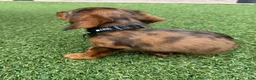 Miniature Dachshund dogs for sale: Miniature Dachshund Puppy 1 - Ad 3