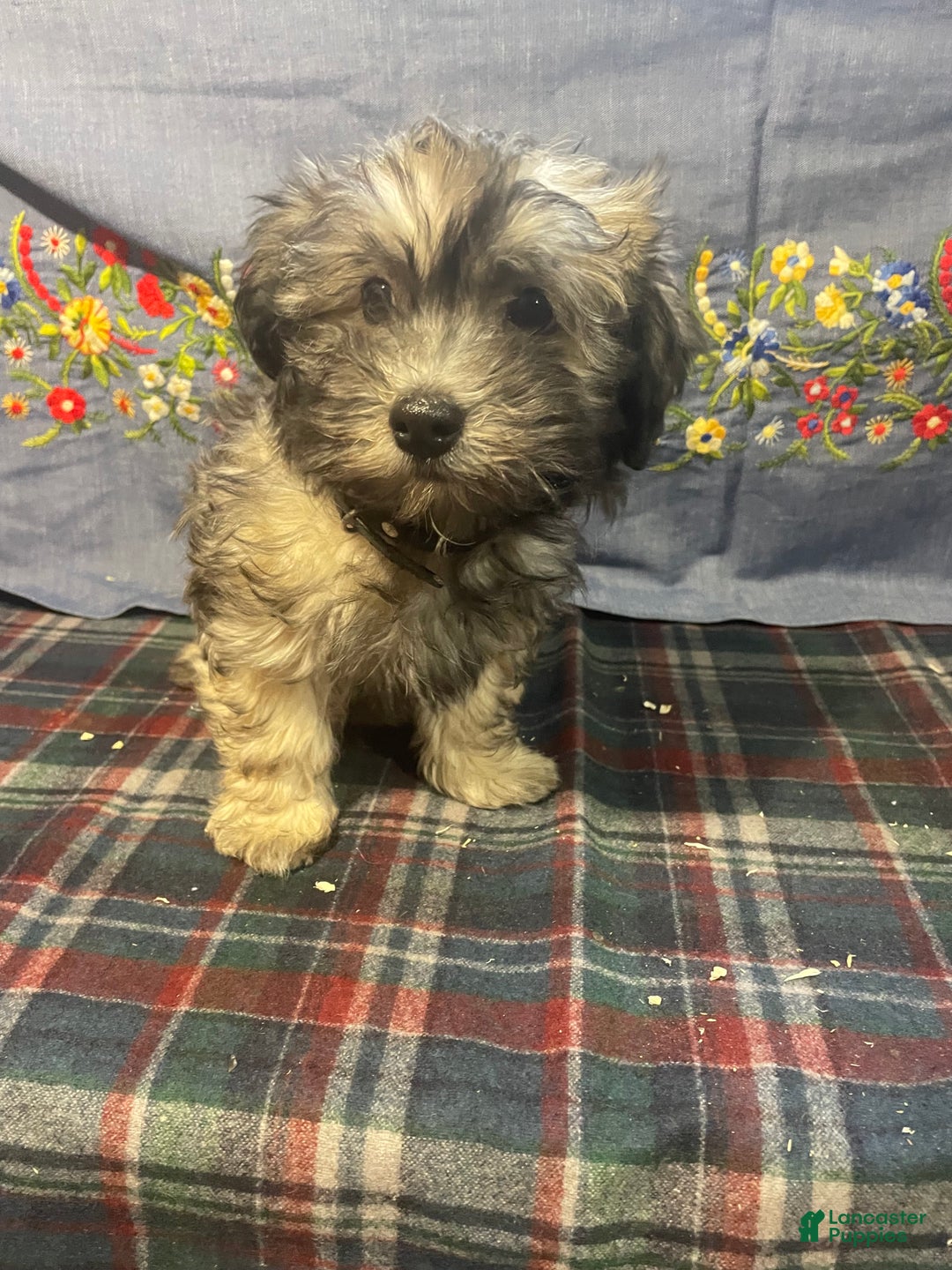 Havanese dogs for sale: Hayden - Ad 3