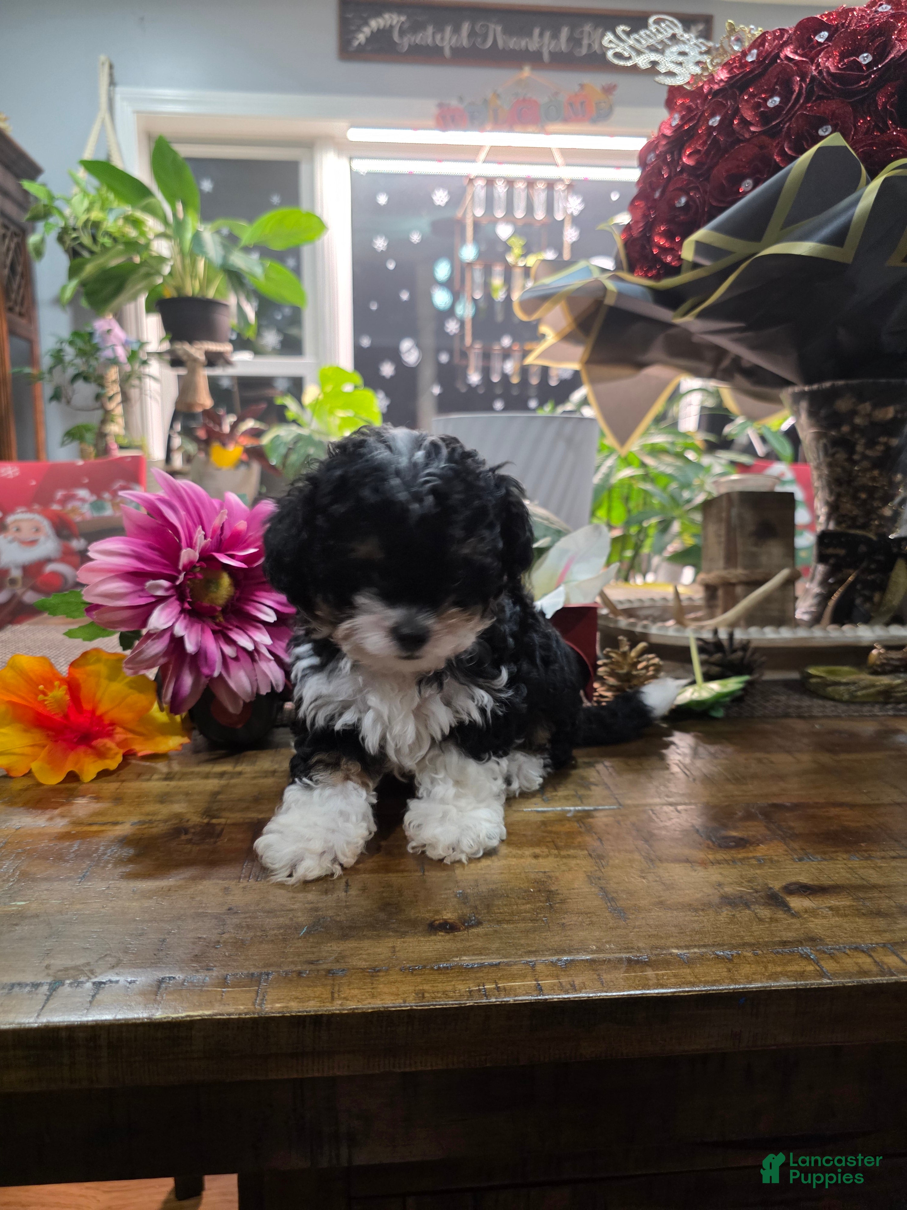 Toy Poodle dogs Oreo - Ad 5
