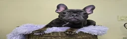 French Bulldog dogs for sale: Reba AKC frenchbulldog  - Ad 11