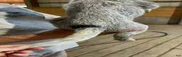 Australian Cattle Dog dogs for sale: Esther - Ad 4