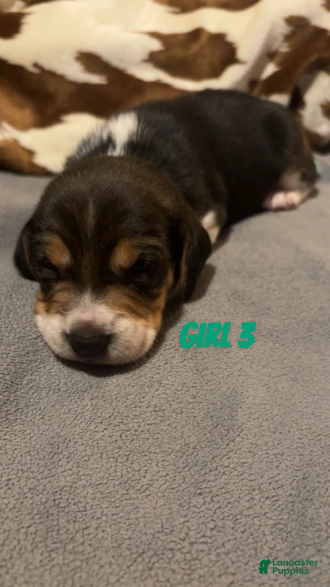 Beagle dogs for sale: Beagle 5 - Ad 1