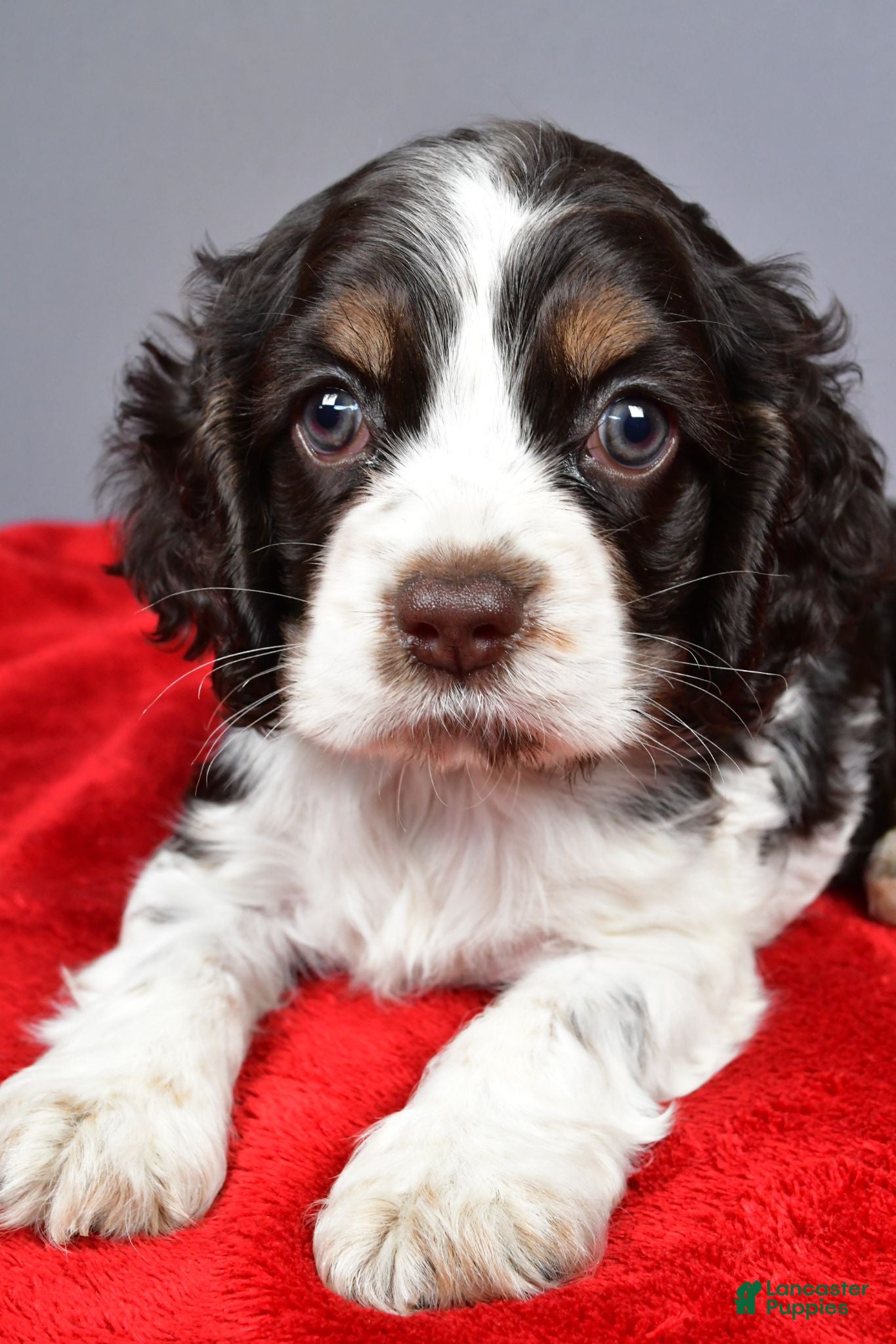 Cocker Spaniel dogs Candy - Ad 2