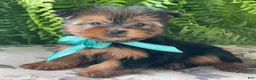 Yorkshire Terrier dogs for sale: Sushi - Ad 1