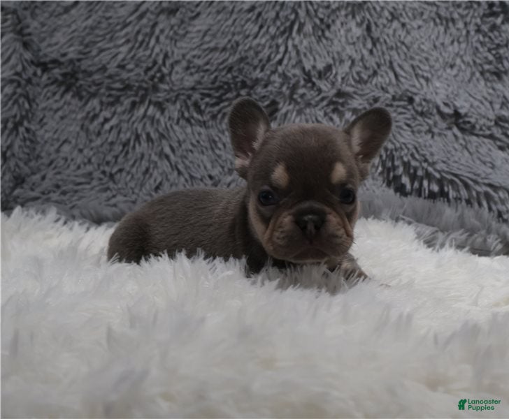 French Bulldog dogs Lara is ready for Adoption - Ad 20