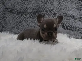 French Bulldog dogs Lara is ready for Adoption - Ad 20