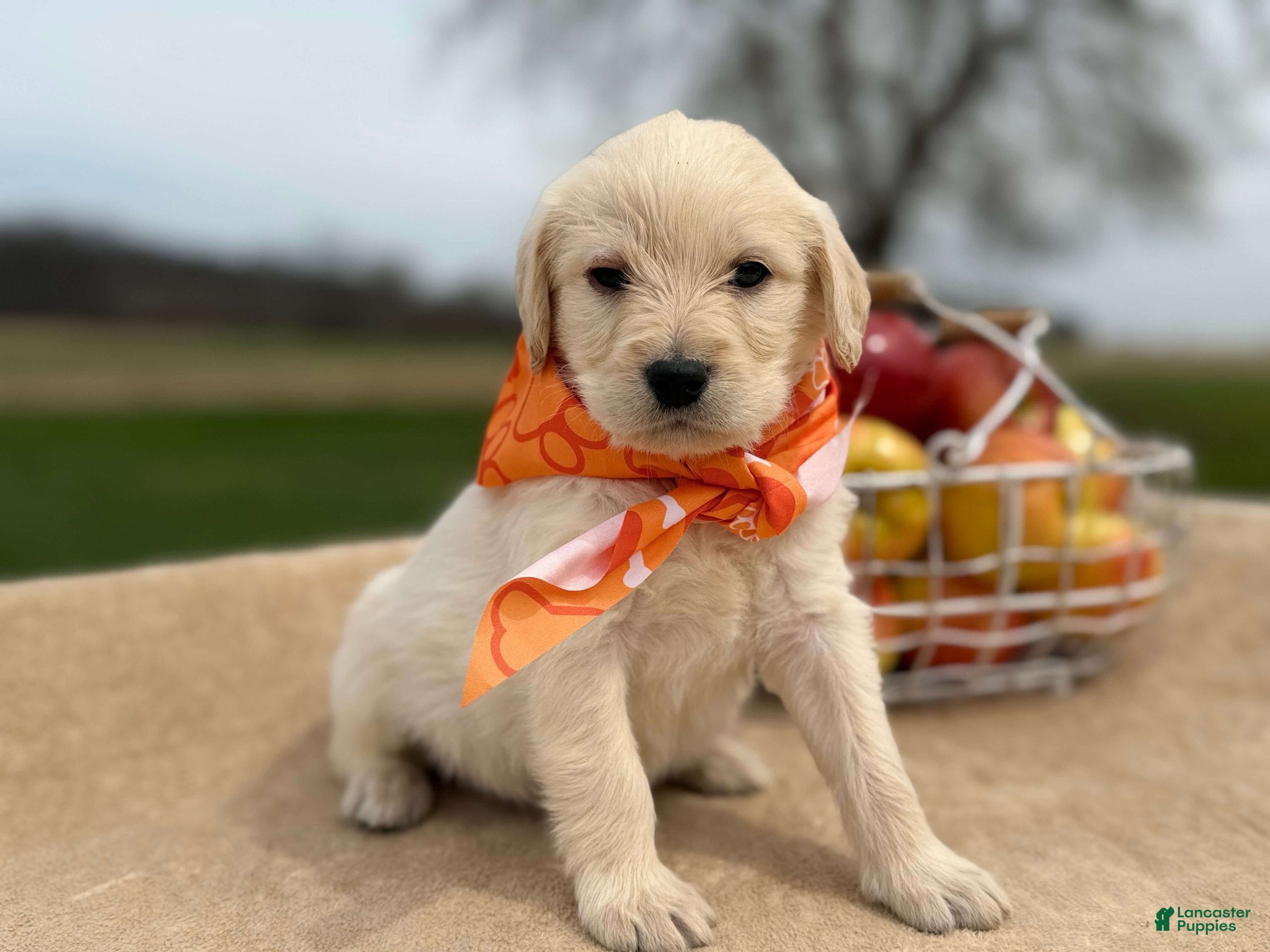 Labradoodle dogs Cannellini (Boy) - Ad 2
