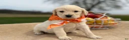 Labradoodle dogs for sale: Cannellini (Boy) - Ad 2