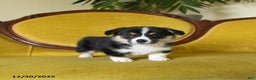 Welsh Corgi Pembroke dogs for sale: Pepper - Ad 8
