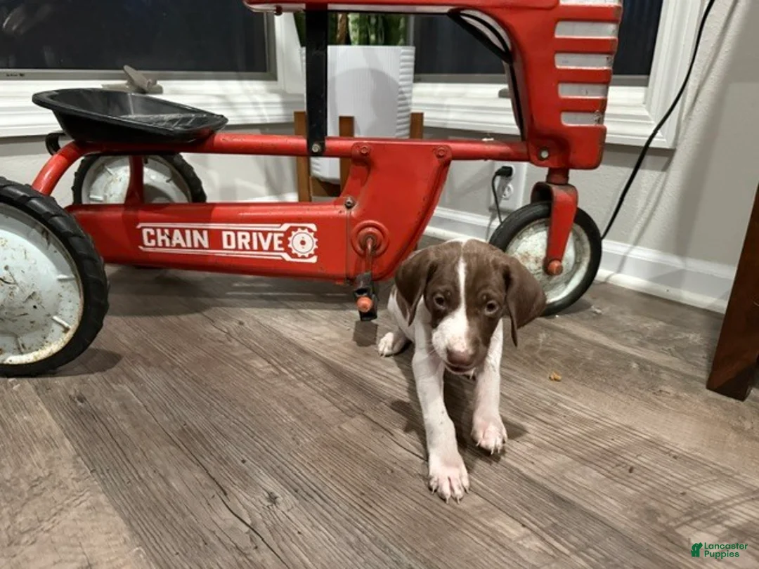 German Shorthaired Pointer dogs for sale: Phil - Ad 4