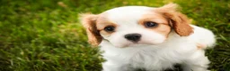 Cavalier King Charles Spaniel dogs for sale: Lars - Ad 8