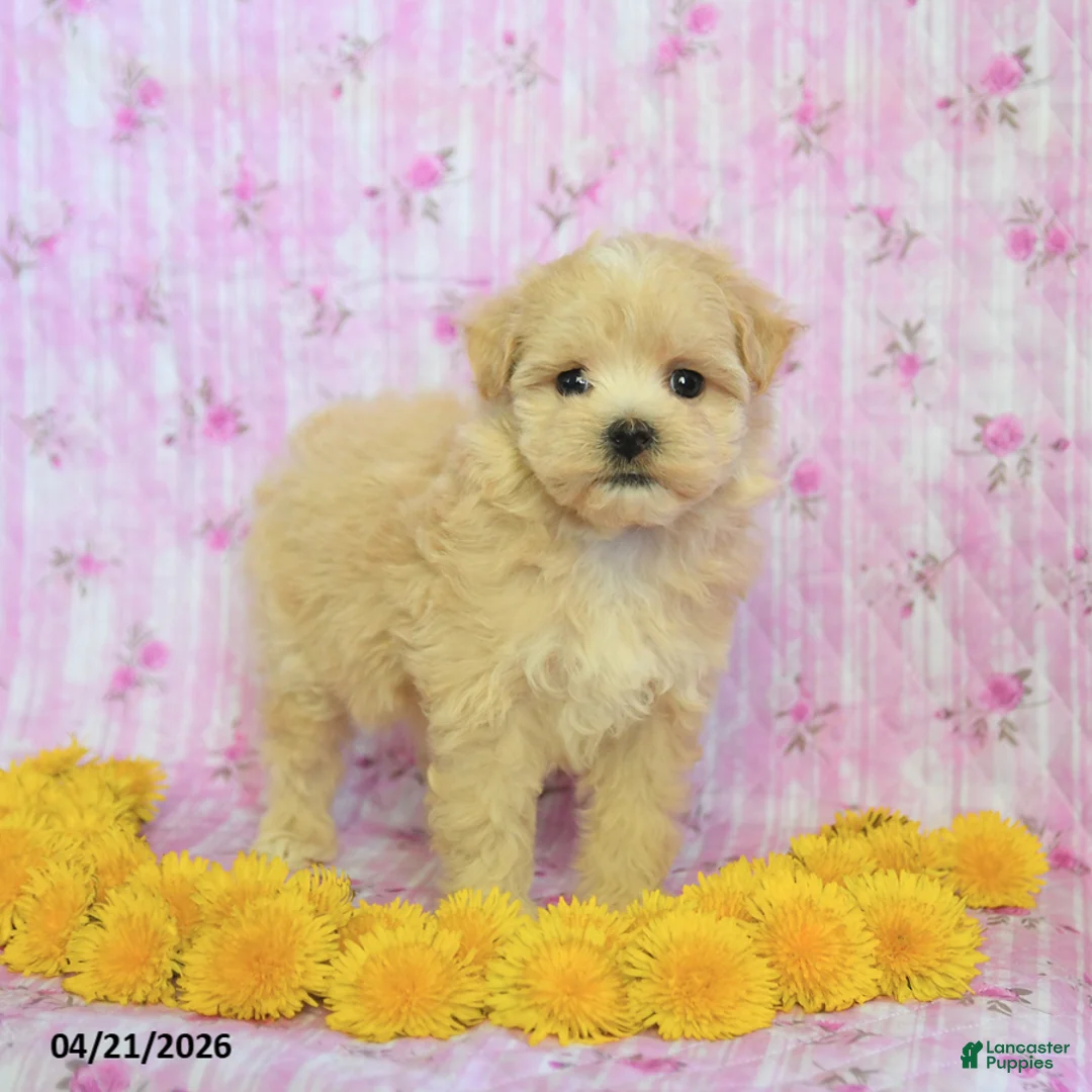 Maltipoo dogs for sale: Rosie - Ad 3