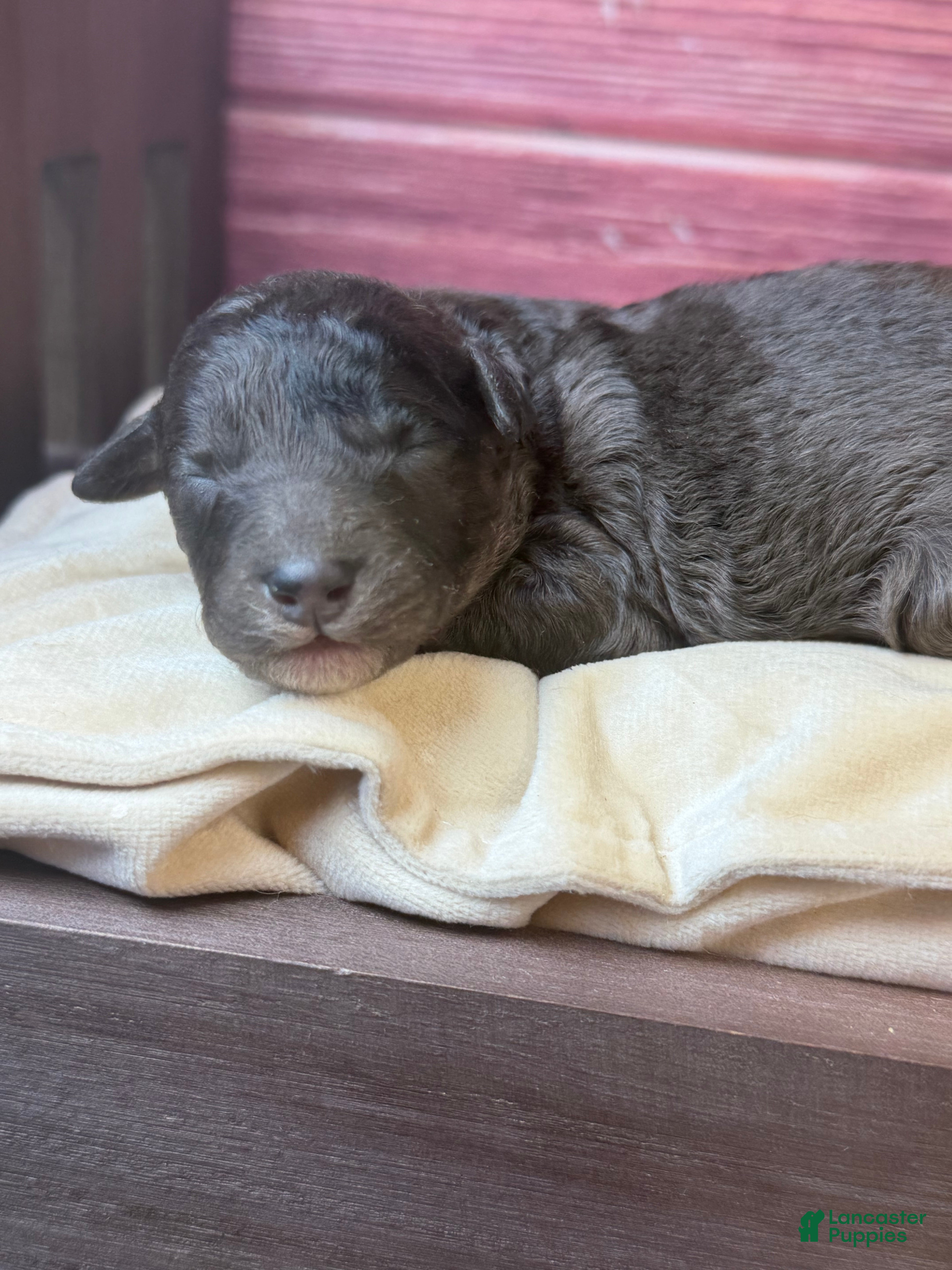 Toy Poodle dogs Bane ( dark blue Merle) - Ad 2