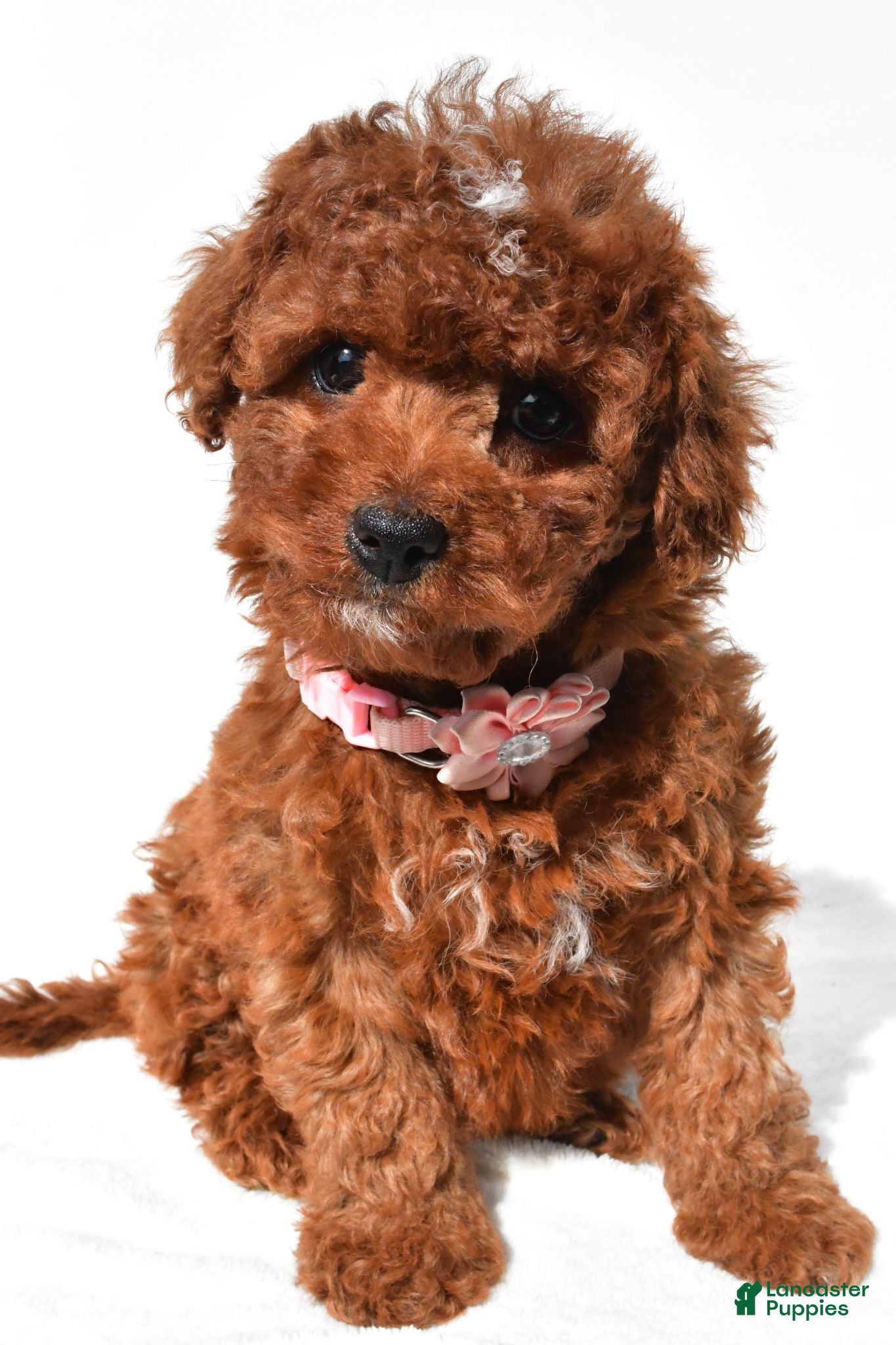 Cavapoo dogs Annabell - Ad 1