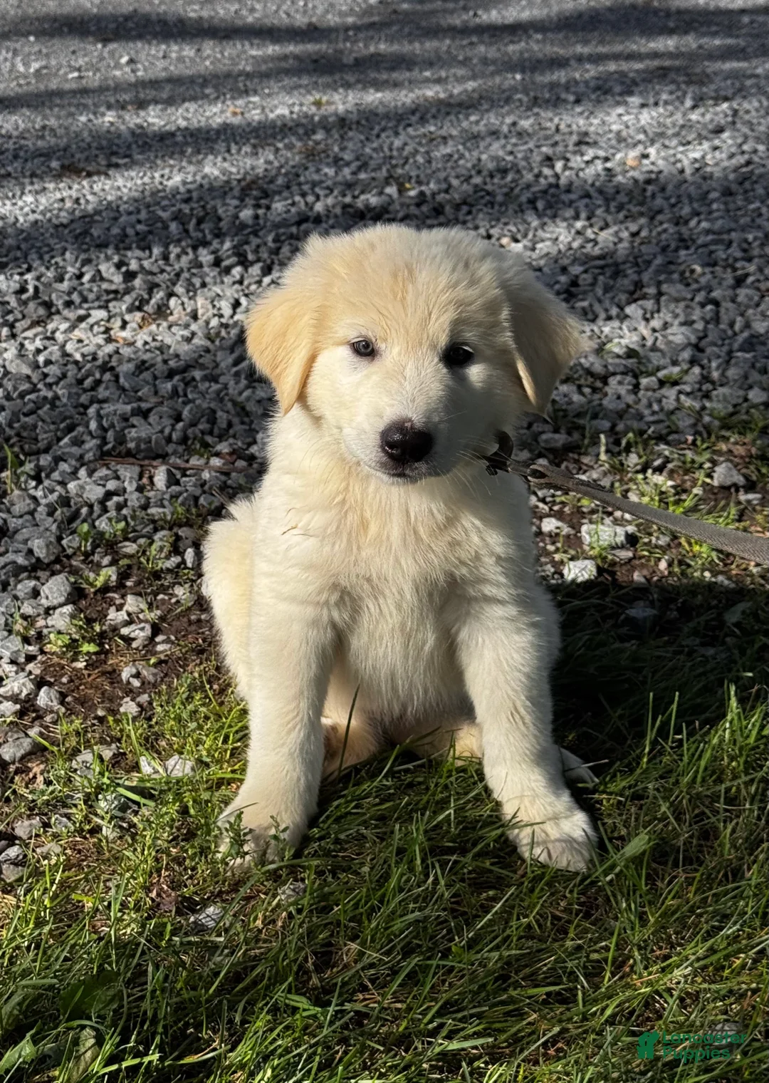 Great Pyrenees dogs for sale: Gina - Ad 2