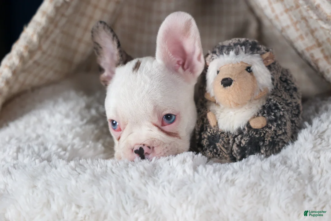 Frenchton dogs for sale: IZZY - Ad 4