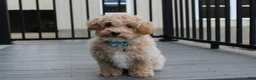 Bichpoo dogs for sale: Rio - Ad 5