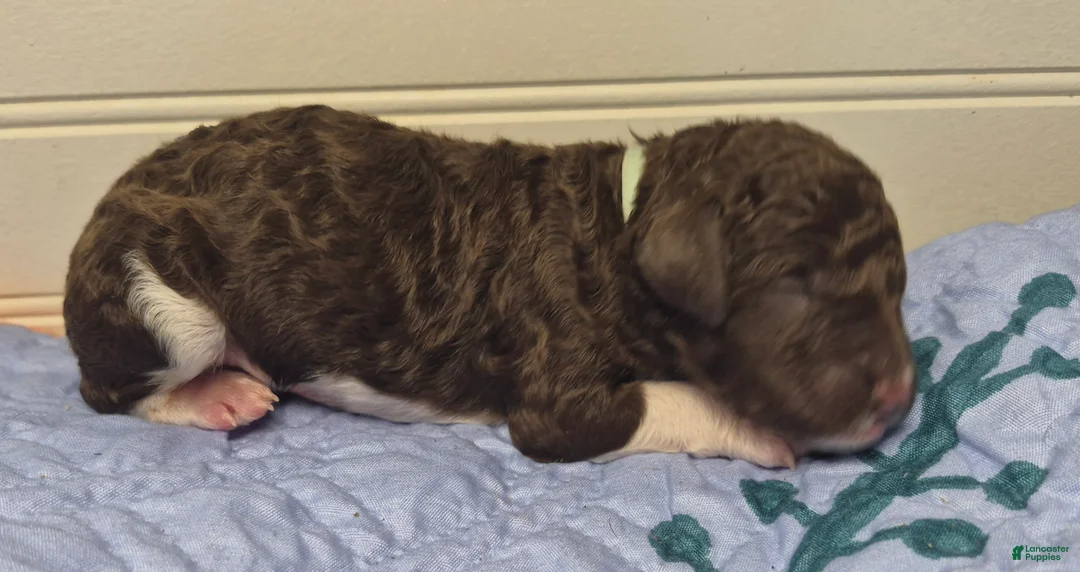 Labradoodle dogs for sale: Kiwi - Ad 2