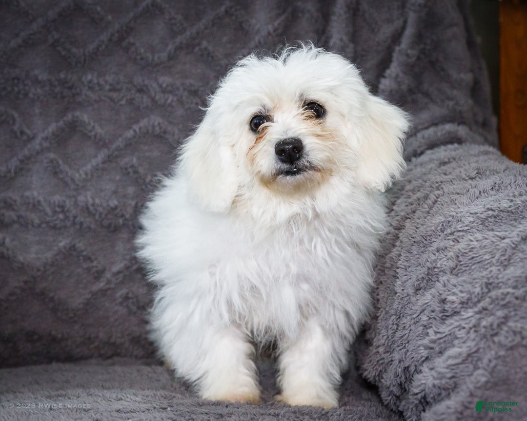Bichon Frise dogs for sale: Jamaica - Ad 3