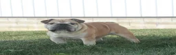 English Bulldog dogs for sale: Ace - Ad 7