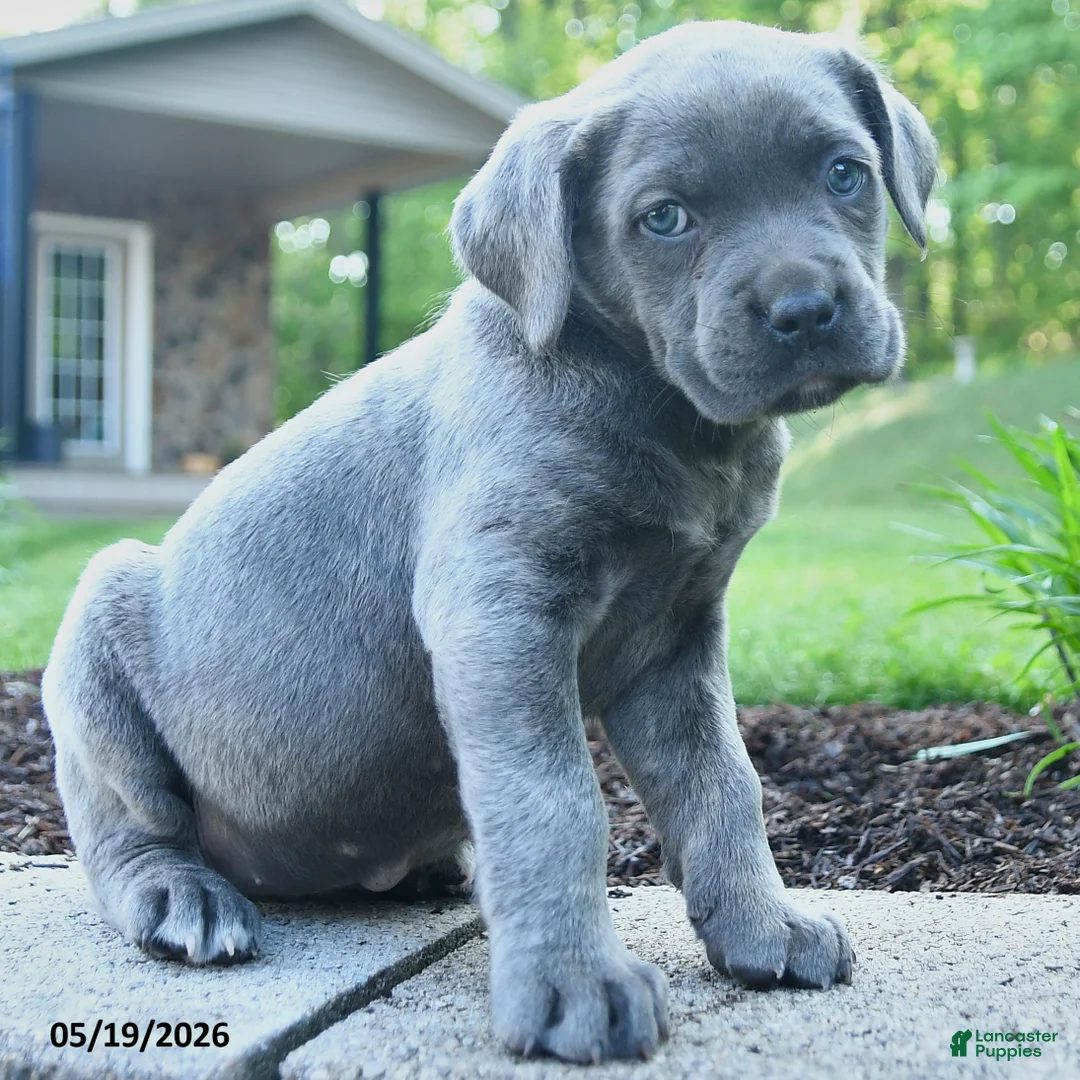 Cane Corso dogs for sale: Annabell Whisper - Ad 2
