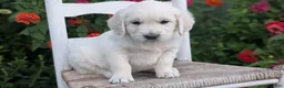 Golden Retriever dogs for sale: Baxter  - Ad 7