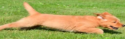 Golden Retriever dogs for sale: Max - Ad 11