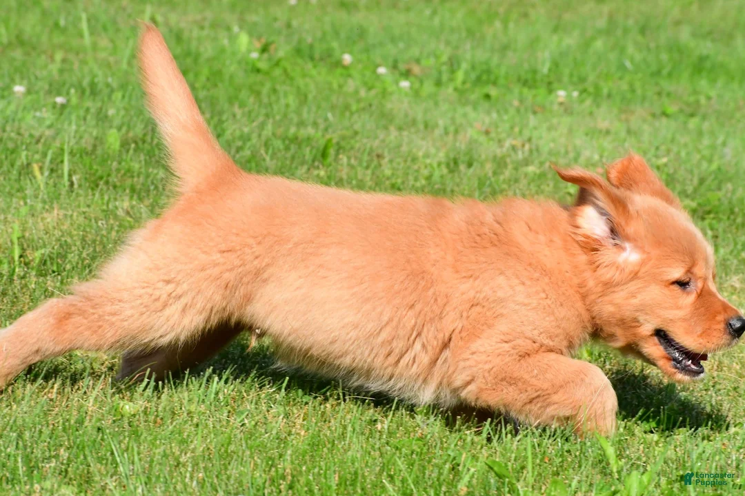 Golden Retriever dogs for sale: Max - Ad 11