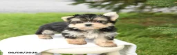 Morkie dogs for sale: Baxter - Ad 4