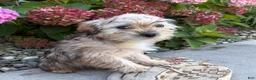 Shorkie dogs for sale: Ace - Ad 3