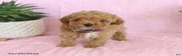 Miniature Poodle dogs for sale: Olive  - Ad 3