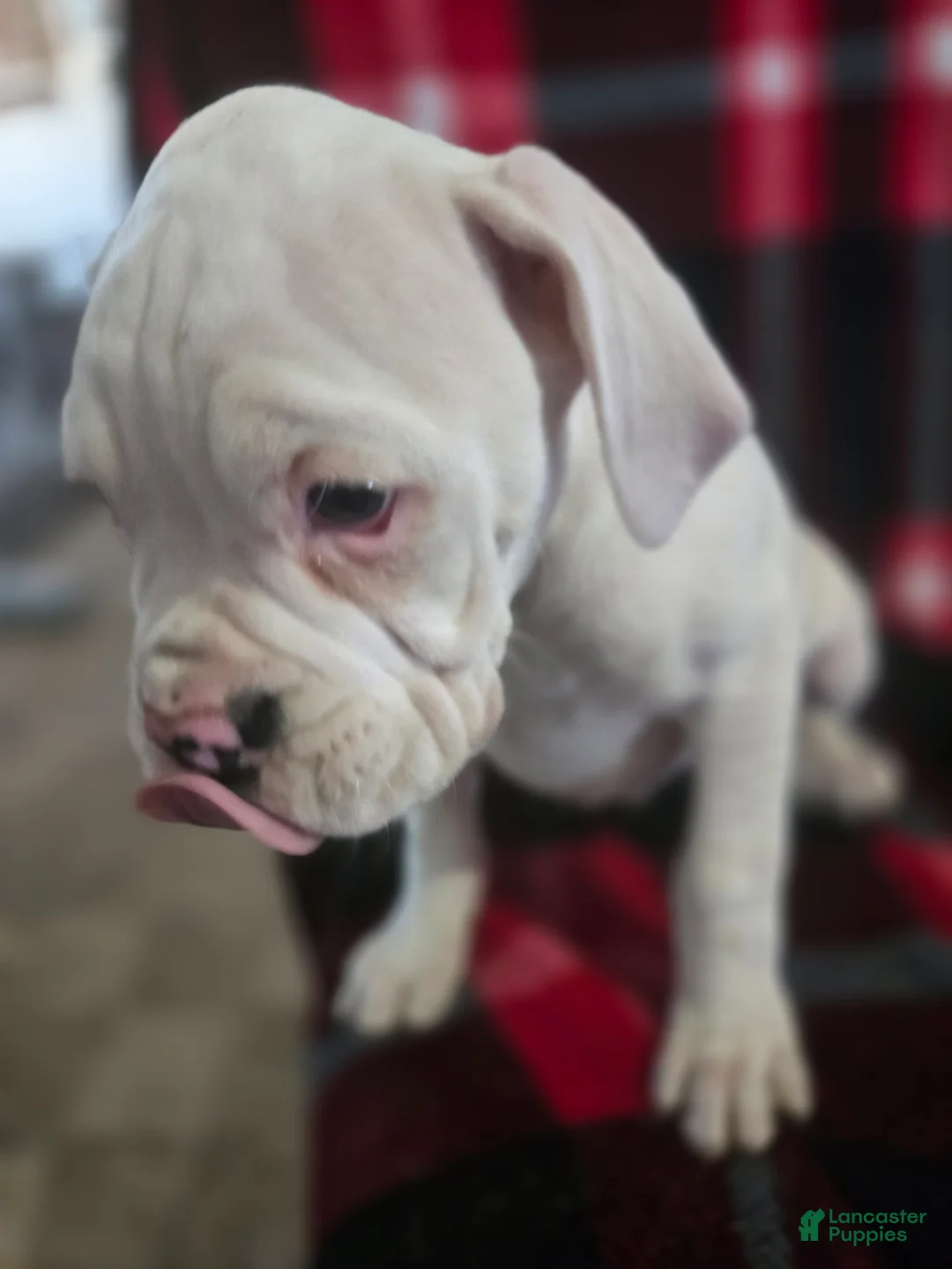 Boxer dogs for sale: Sam - Ad 3