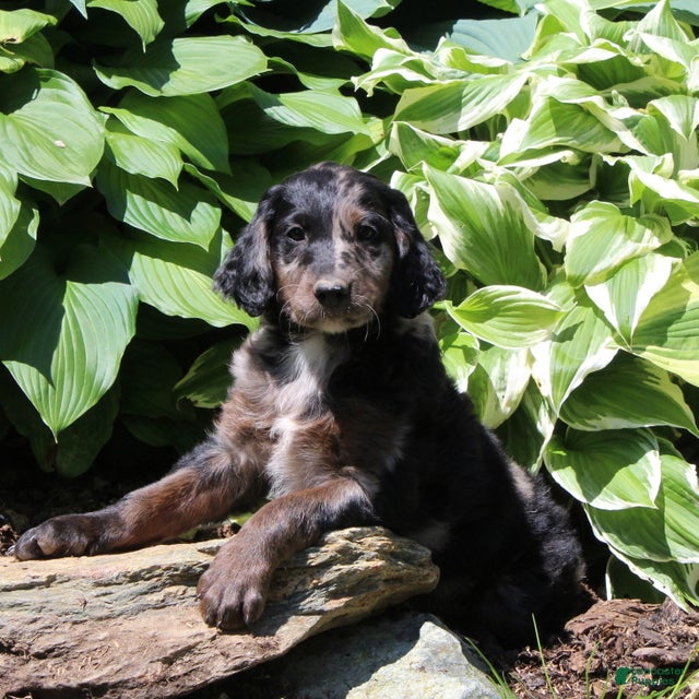 Irish Doodle dogs Megan - Ad 2