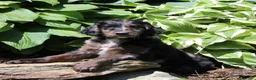 Irish Doodle dogs for sale: Megan - Ad 2