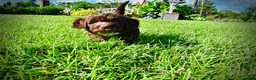 Havapoo dogs for sale: Coco - Ad 14