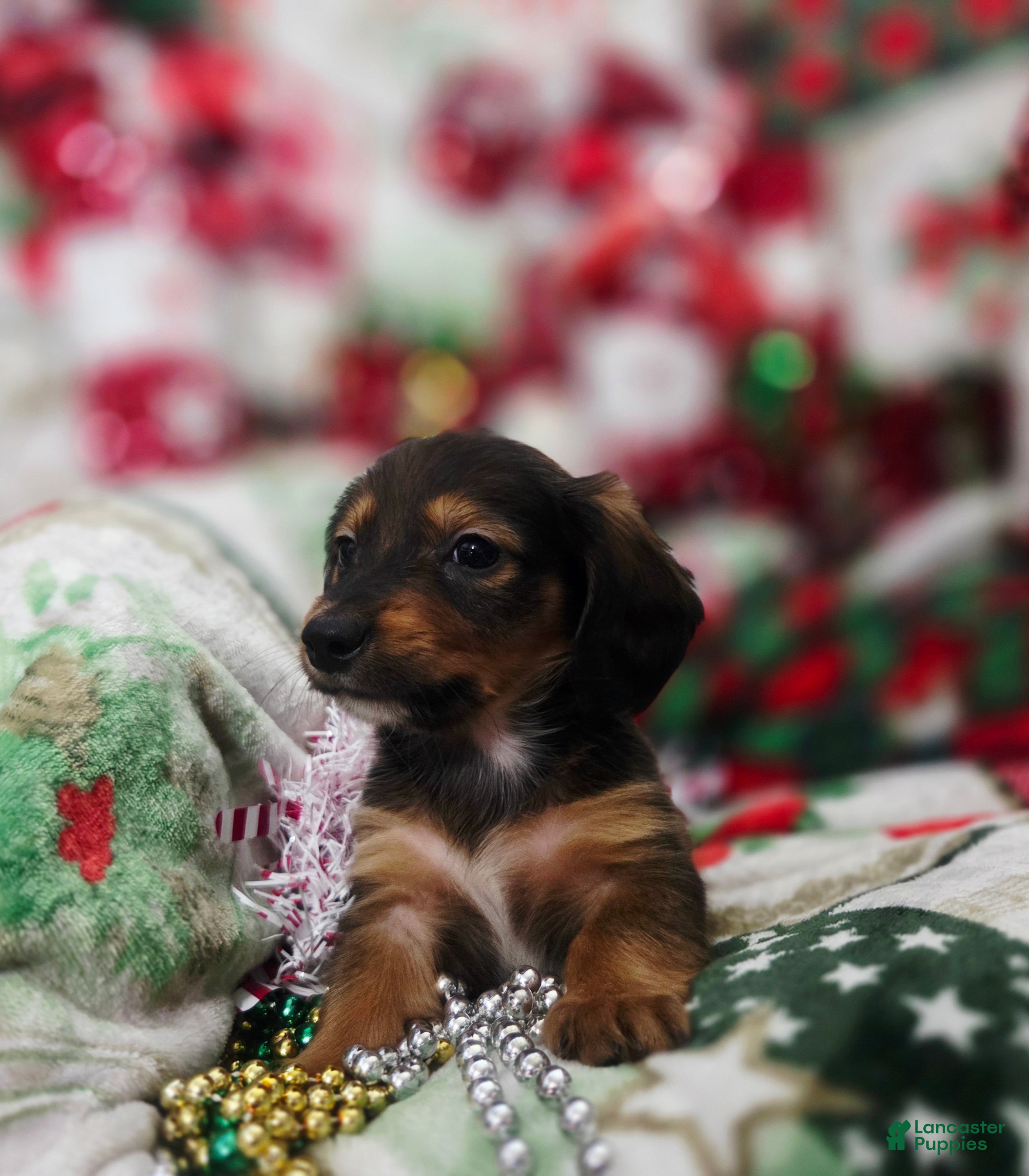 Miniature Dachshund dogs for sale: Miniature Dachshund 2 - Ad 2