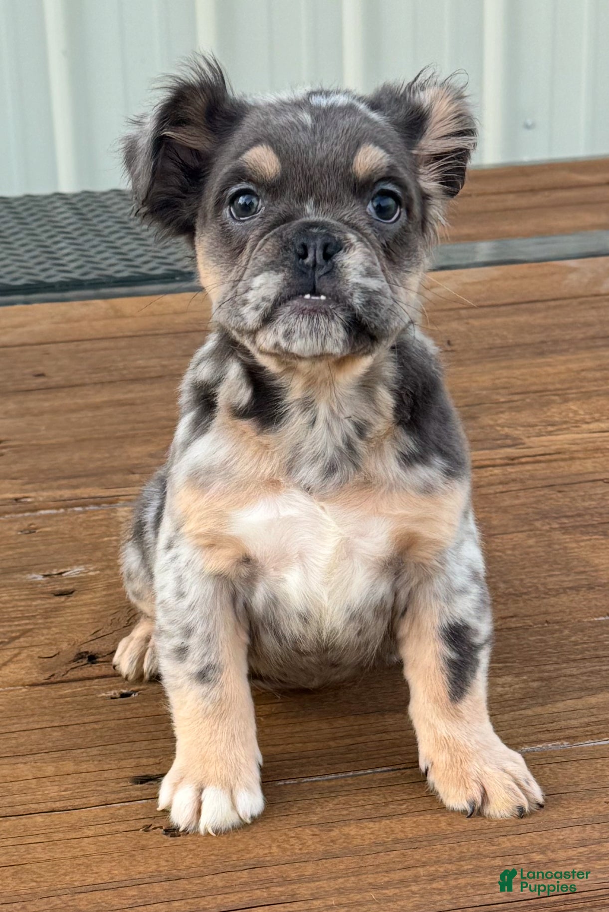 English Bulldog dogs English Bulldog Puppy 1 - Ad 39