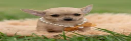Chihuahua dogs for sale: Squeak - Ad 3