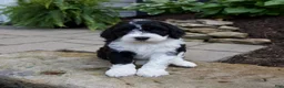 Mixed Breed dogs for sale: Flash - Ad 1