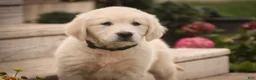 Golden Retriever dogs for sale: Chloe - AKC  - Ad 4