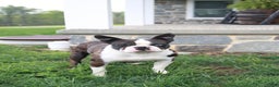 Boston Terrier dogs for sale: Penny - Ad 6
