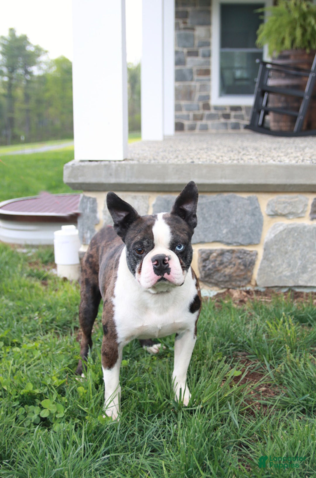 Boston Terrier dogs for sale: Penny - Ad 6